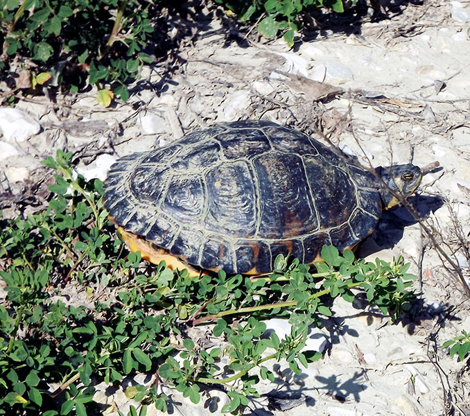 Trachemys scripta scripta o elegans?