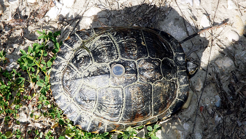 Trachemys scripta scripta o elegans?