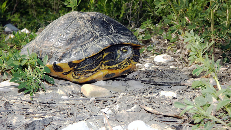 Trachemys scripta scripta o elegans?