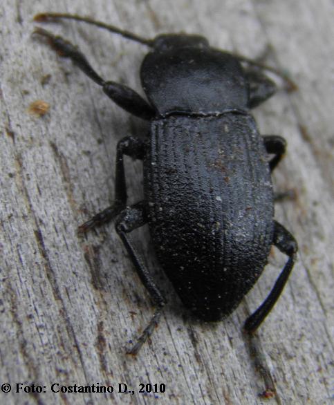 Tenebrionidae: Dendarus cfr dalmatinus