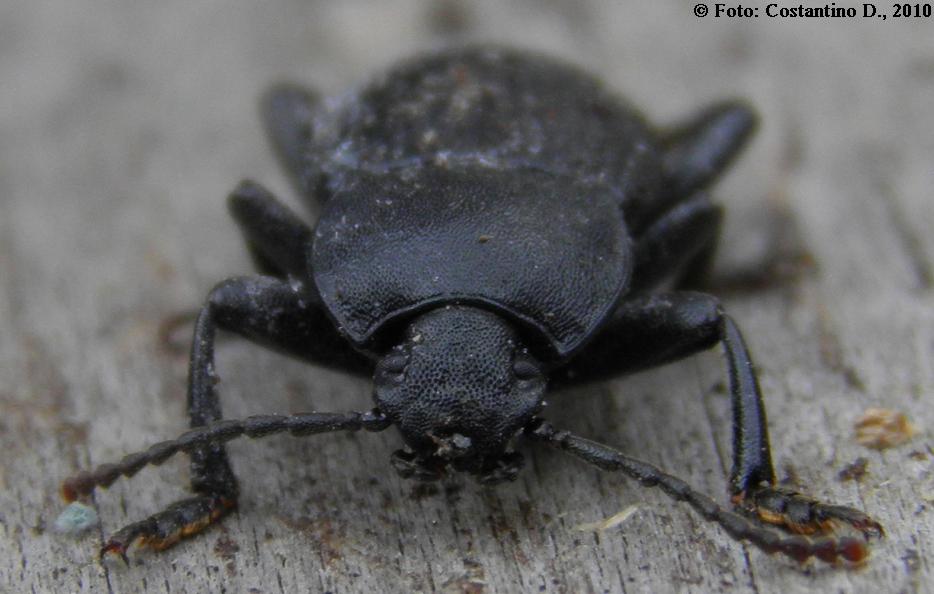 Tenebrionidae: Dendarus cfr dalmatinus