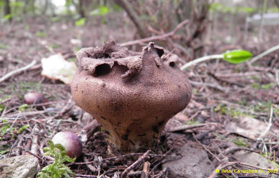 Lycoperdon caelatum ? (Lycoperdon sp.)