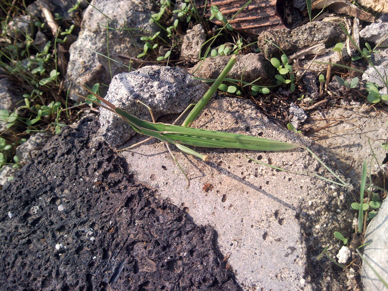 Acrida ungarica mediterranea