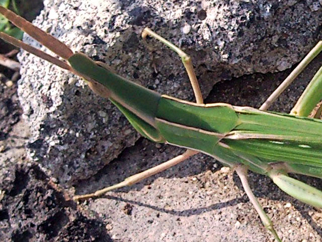 Acrida ungarica mediterranea