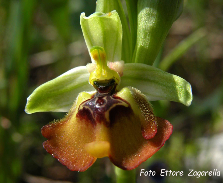 Ophrys lacaitae insolita