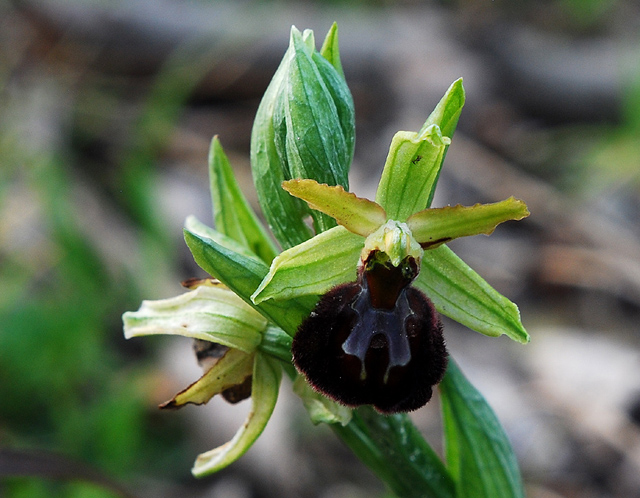 Ophrys sphegodes