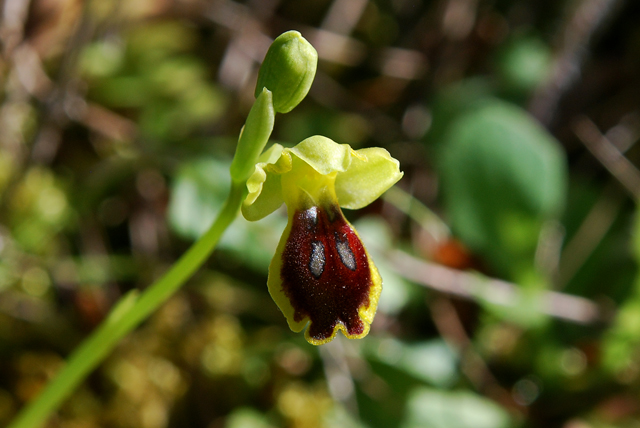 Ophrys Fusca e subfusca Iblee da identificare.