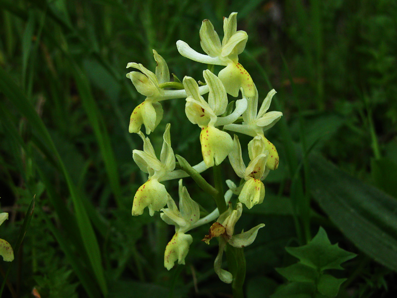 Orchis provincialis, Iblei  (M.te Lauro)