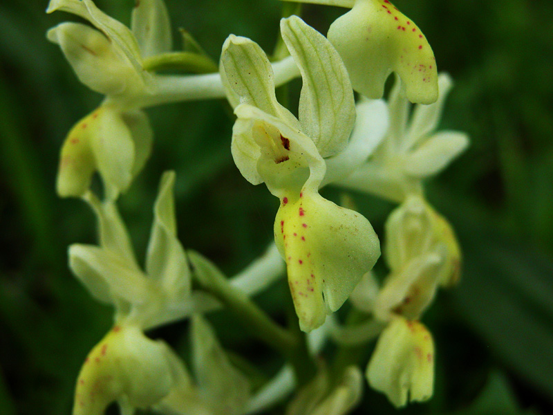 Orchis provincialis, Iblei  (M.te Lauro)