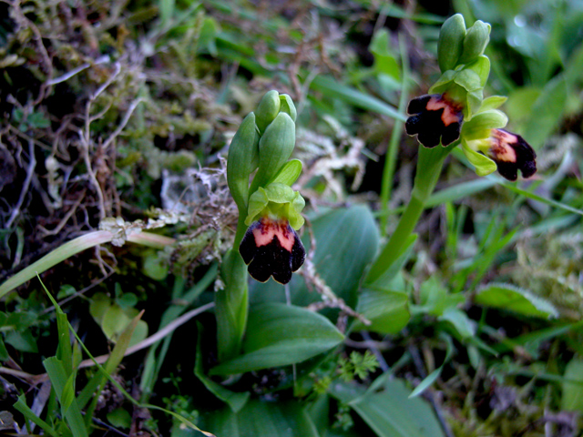 Ophrys calocaerina