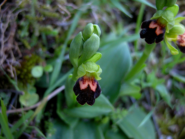 Ophrys calocaerina