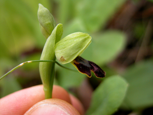 Orchidee Nataline.