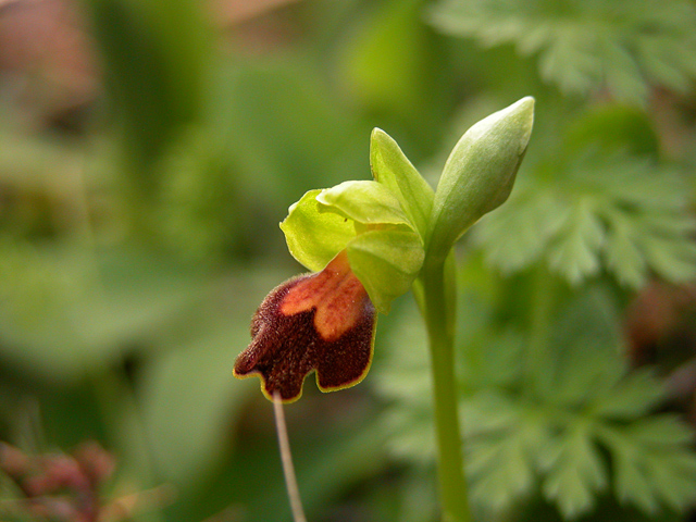 Orchidee Nataline.