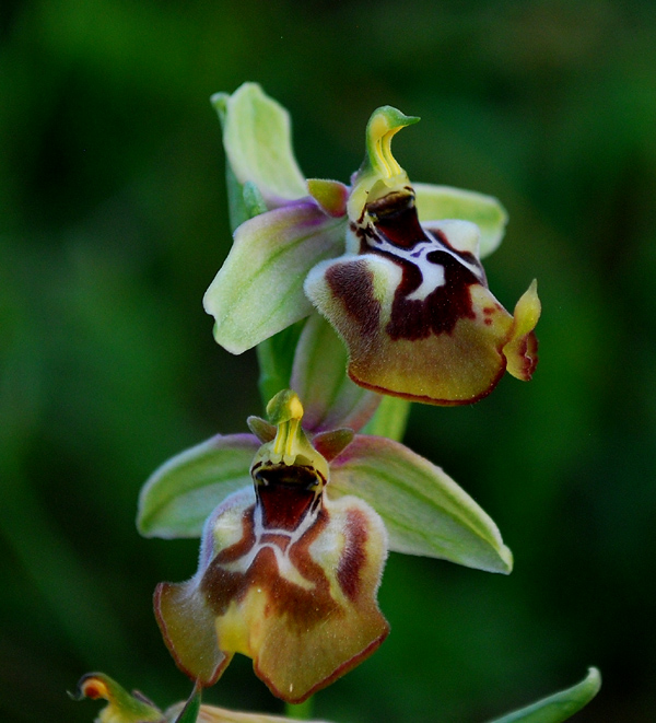 Orchidee di Monte Santa Venere