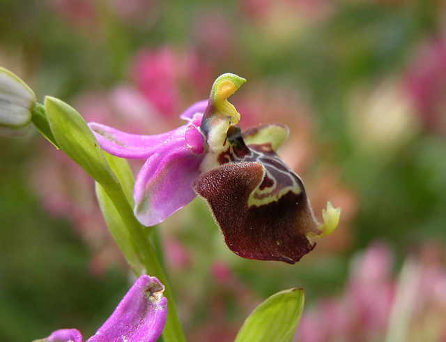 Identificazione... fuciflora?