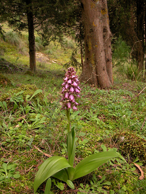 Orchidee Nataline.