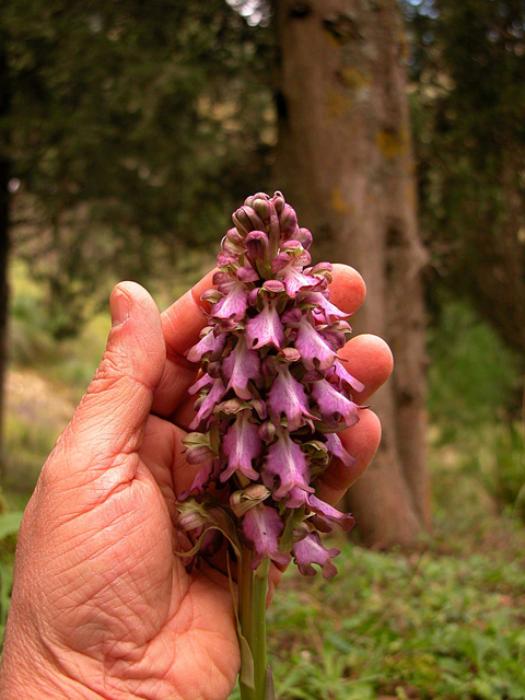 Orchidee Nataline.