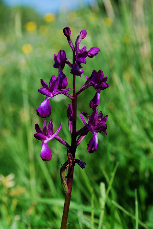 Conferma Anacamptis Laxiflora