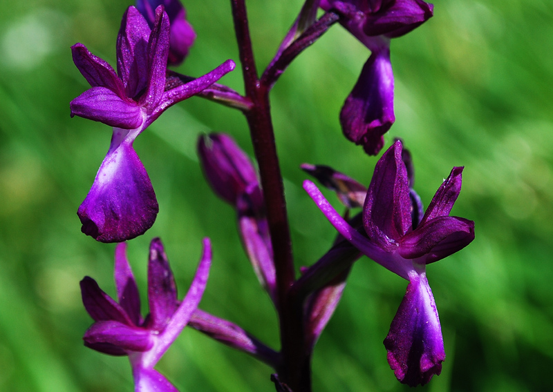 Conferma Anacamptis Laxiflora