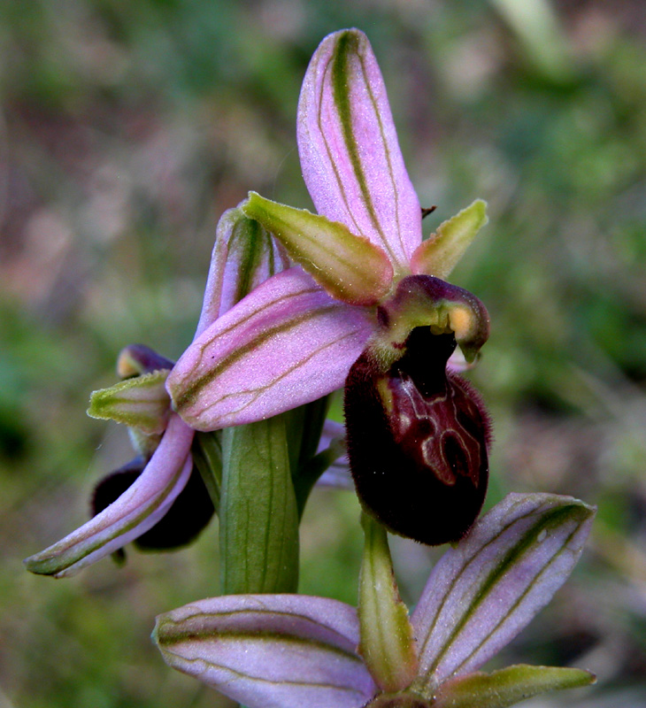 Ophrys Exaltata.. variabilit?