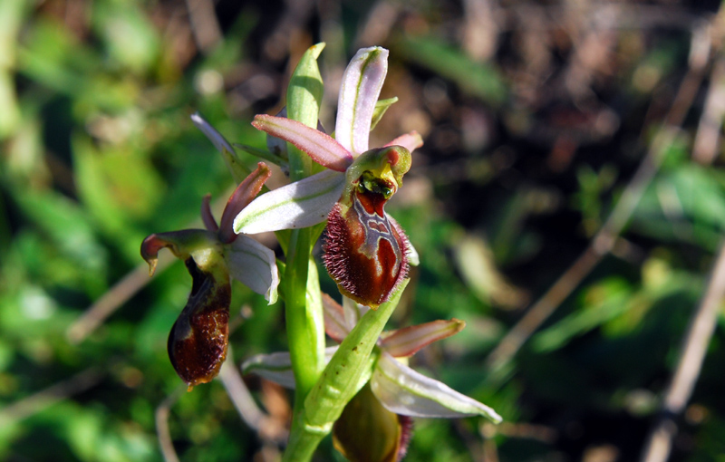 Ophrys Exaltata.. variabilit?