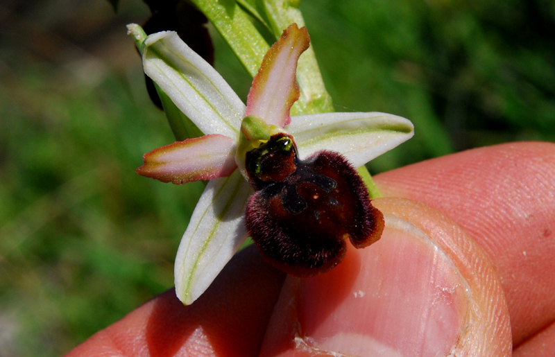 Ophrys Exaltata.. variabilit?