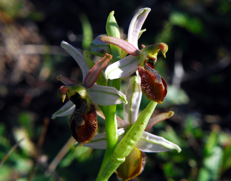 Ophrys Exaltata.. variabilit?