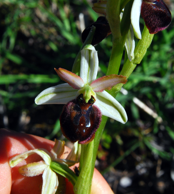 Ophrys Exaltata.. variabilit?