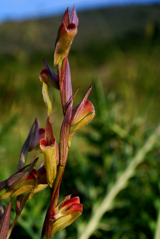 Orchidee di Monte Santa Venere