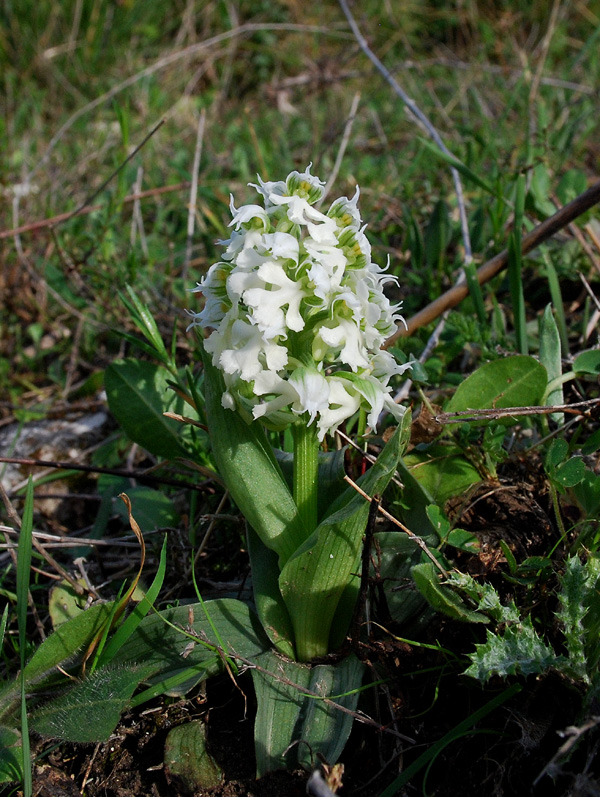 Orchis Lactea...Albina