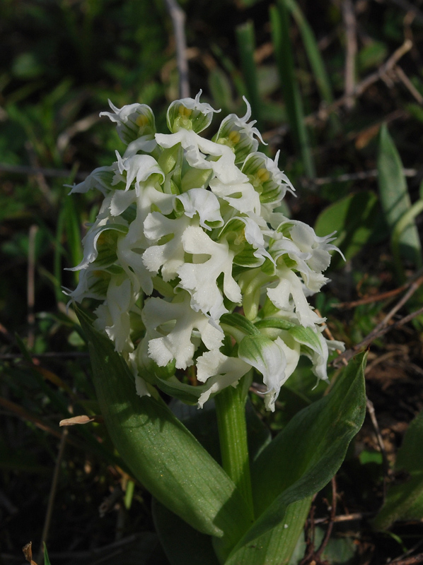 Orchis Lactea...Albina