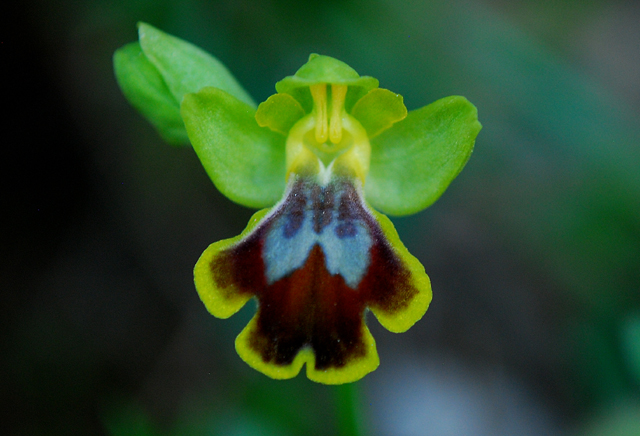 Ophrys Fusca e subfusca Iblee da identificare.