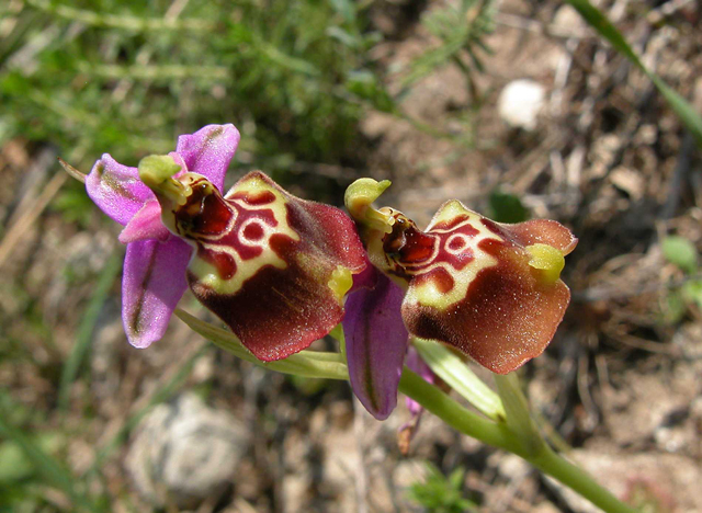 Scusate!!!! Ophrys. Candica Sicula?