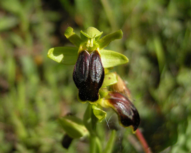 Ophrys calocaerina