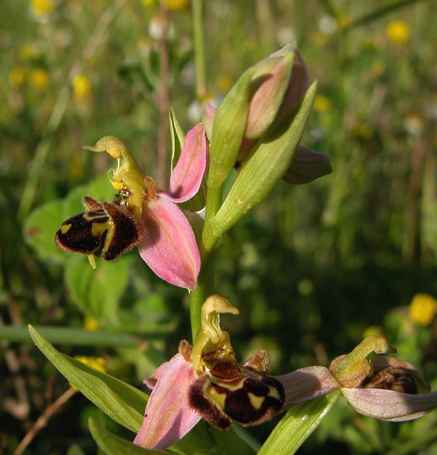 Ophrys apifera