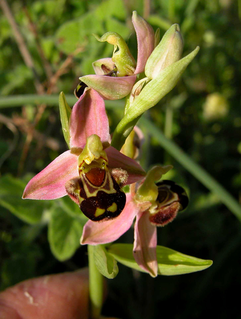 Ophrys apifera