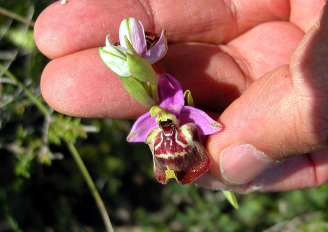 Scusate!!!! Ophrys. Candica Sicula?