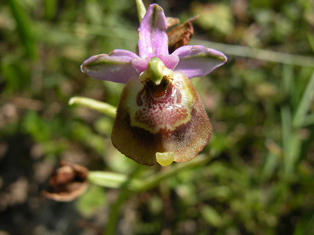 Scusate!!!! Ophrys. Candica Sicula?