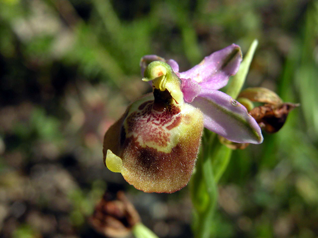 Scusate!!!! Ophrys. Candica Sicula?