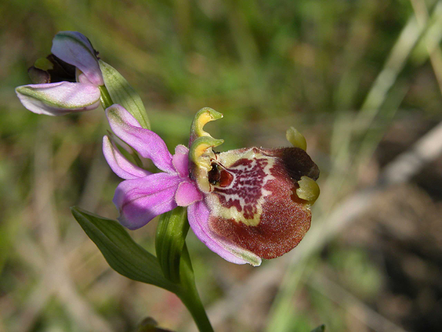 Scusate!!!! Ophrys. Candica Sicula?