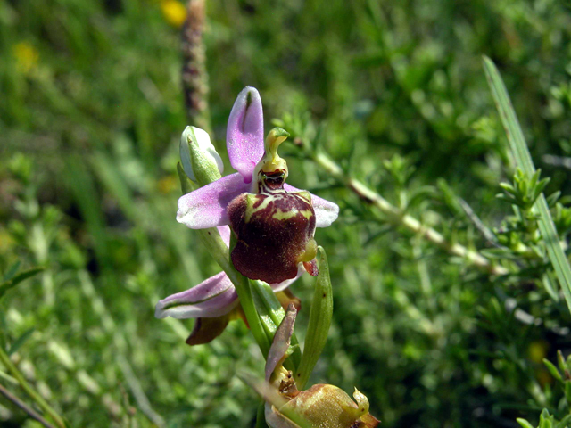 Scusate!!!! Ophrys. Candica Sicula?