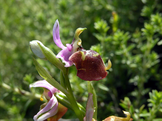 Scusate!!!! Ophrys. Candica Sicula?