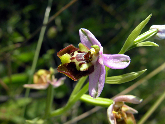 Scusate!!!! Ophrys. Candica Sicula?