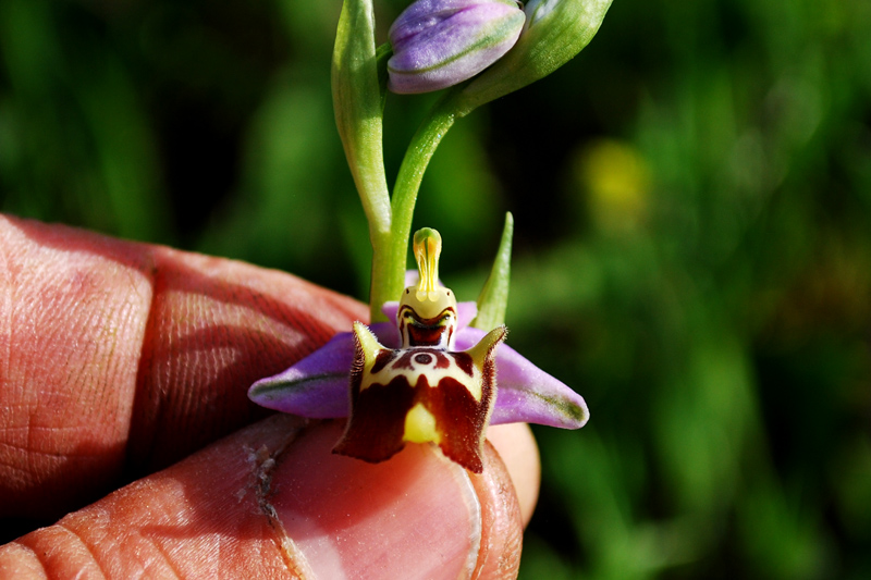 Identificazione O. Fuciflora