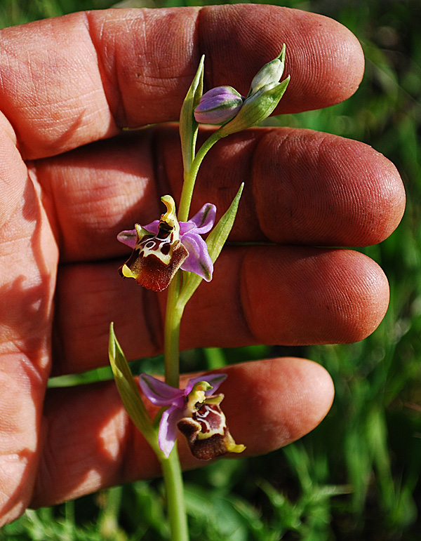 Identificazione O. Fuciflora