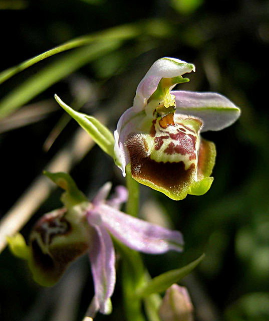 Aiuto.. identificazione Ophrys