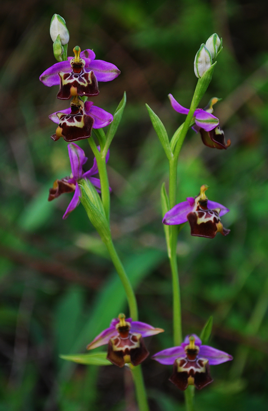 Orchidee di Monte Santa Venere