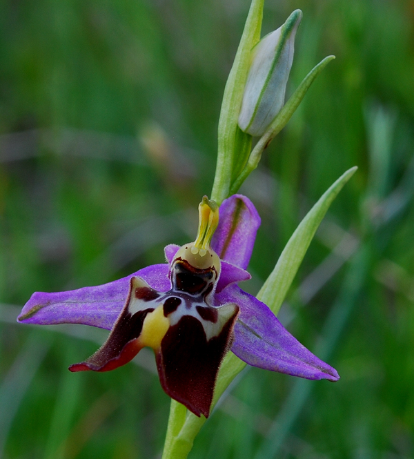 Orchidee di Monte Santa Venere