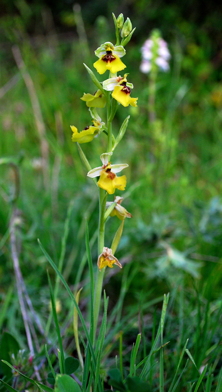 Orchidee di Monte Santa Venere