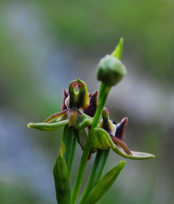 lusus O. Incubacea